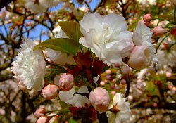 満開！！今日の❀さくら情報❀＜４月６日現在＞