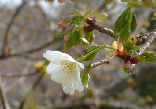 白い桜「早咲大島」　開花！