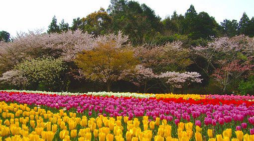 満開！！今日の❀さくら情報❀＜４月９日現在＞