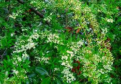 これ、何の花？思いもつかない花