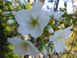 「梅＆桜」開花情報