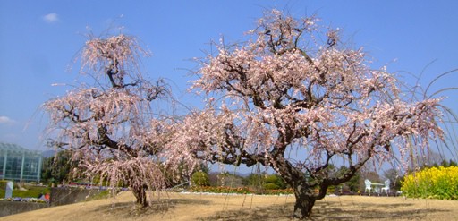 「梅＆桜」開花情報