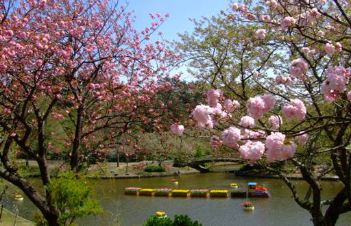 今日の《八重桜》開花情報＜４月１４日現在＞