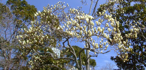 《桜＆チューリップ》と春の花木