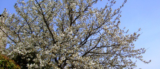 《桜＆チューリップ》と春の花木