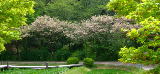 今日の《八重桜》情報＜４月２０日現在＞