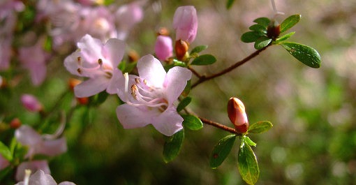 春の花「ウンゼンツツジ」