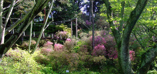 春の花「ウンゼンツツジ」