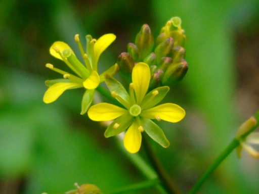 身近な「野草」シリーズ３