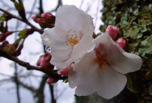 「桜」開花＆「チューリップ」も！