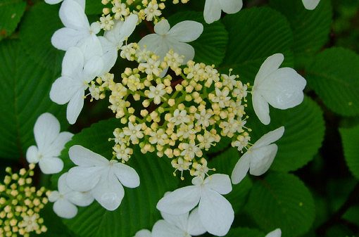 木陰に咲く白い花「ヤブデマリ」