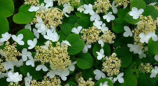 木陰に咲く白い花「ヤブデマリ」