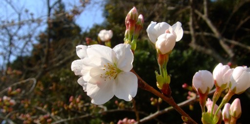 「ソメイヨシノ」開花情報Ⅷ　＆　「桜リレー　三波川冬桜」