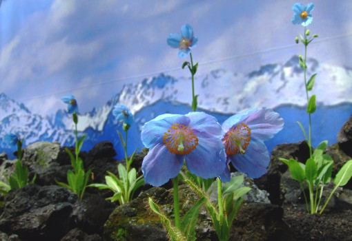 特別展示‘幻の花’＜ヒマラヤの青いケシ＞