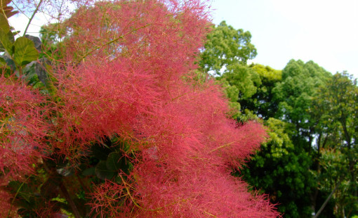 風に揺れるフサフサの花？