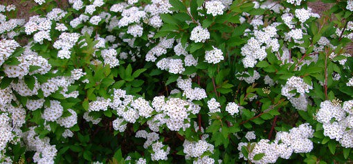 木陰に咲く白い花「ヤブデマリ」