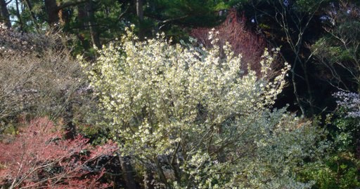 「ソメイヨシノ」開花情報Ⅹ　＆　「桜リレー　伊豆吉野」