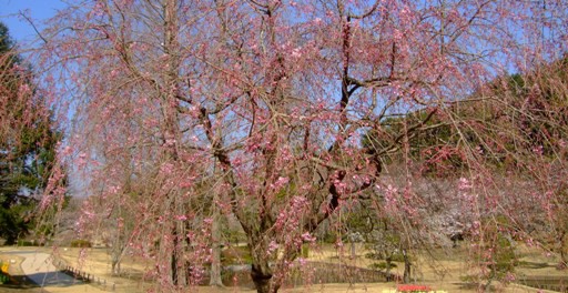 「ソメイヨシノ」開花情報ⅩⅢ　＆　「桜リレー　八重紅枝垂」