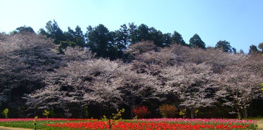 「ソメイヨシノ」開花情報Ⅹ　＆　「桜リレー　伊豆吉野」