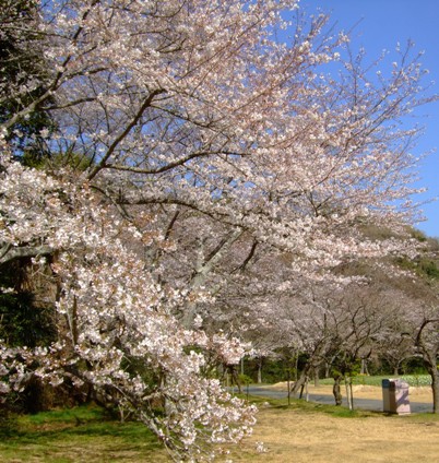 「ソメイヨシノ」開花情報ⅩⅢ　＆　「桜リレー　八重紅枝垂」