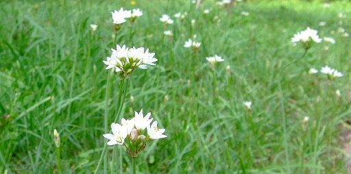 春から初夏の山野草