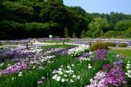 花菖蒲・・・今、最高に綺麗！！