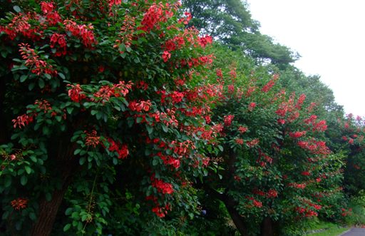 夏を知らせる真っ赤な花「アメリカデイゴ」