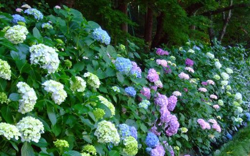 今日の「花菖蒲とアジサイ」＆昨日の「ササユリ」