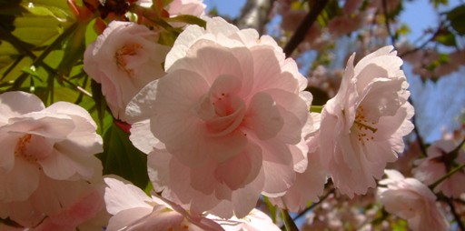 「ソメイヨシノ」開花情報　№１８　＆　「桜リレー　八重桜」