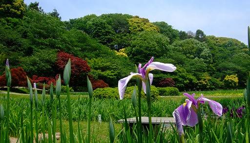 ♪夏は来ぬ♪　「卯の花の・・・」