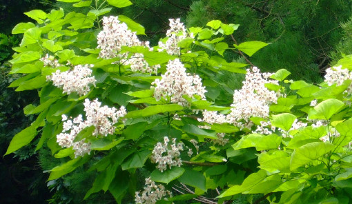 高いところに綺麗な花が・・・「キササゲ」