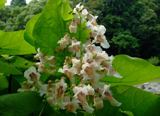 高いところに綺麗な花が・・・「キササゲ」