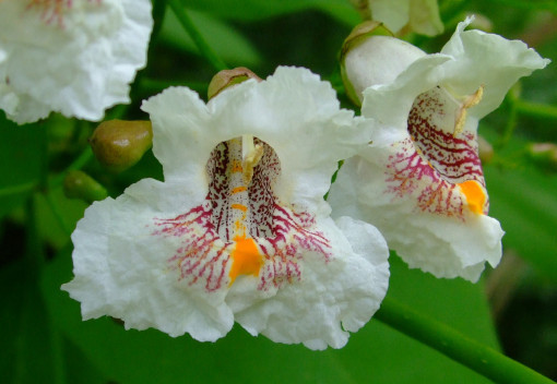 高いところに綺麗な花が・・・「キササゲ」