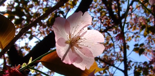 桜リレー「花菖蒲園の桜」