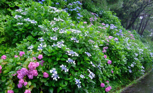 梅雨に煙る「花菖蒲、アジサイ」