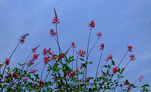 梅雨の晴れ間に真紅の花「サンゴシトウ」