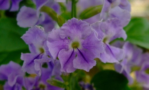 小さな紫「ハリマツリ　デュランタ」