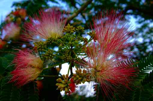 ピンクの花「ネムノキ」満開