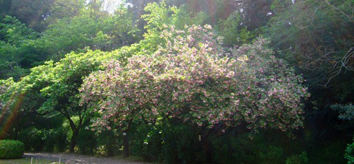 桜リレー　最終ランナー「八重桜」