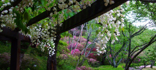 風薫る‘初夏の花々’