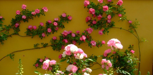 風薫る‘初夏の花々’