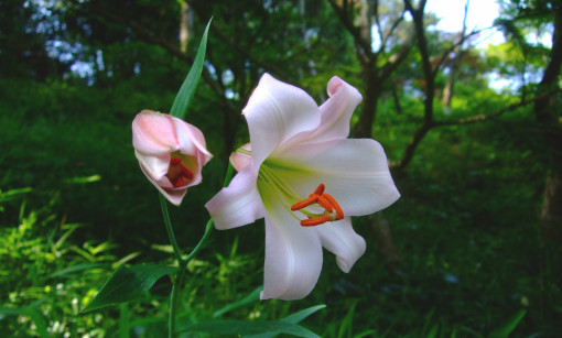 淡いピンクが素敵　ササユリ　開花！