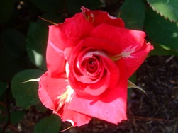 「トチノキ」の花　＆「バラ」の開花情報
