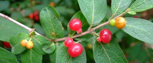 真っ赤な「ヒョウタン」と「花しょうぶ＆アジサイ」開花情報