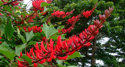 真っ赤な南国の花
