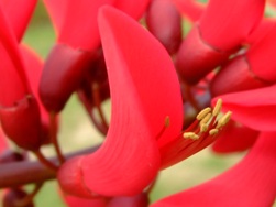 真っ赤な南国の花
