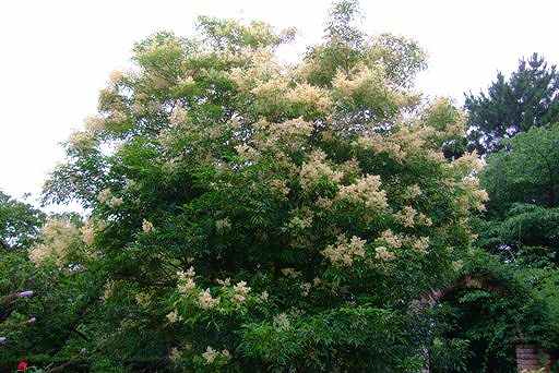 風になびく「シマトネリコ」の花