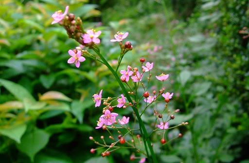 夏の風物詩、線香花火「ハゼラン」