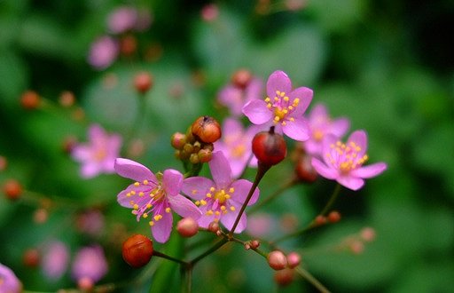 夏の風物詩、線香花火「ハゼラン」