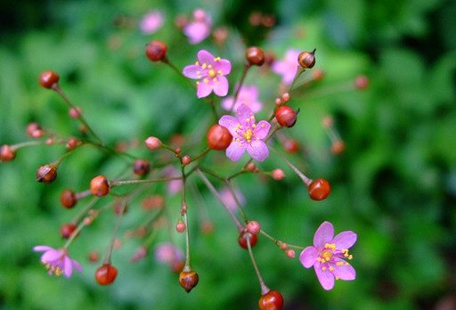 夏の風物詩、線香花火「ハゼラン」